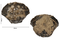 Xanthopsis bispinosa